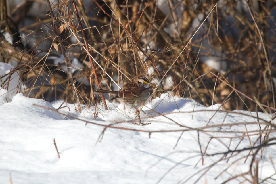 IMG 6945c White-throated Sparrow NE Iroquois  Co IL 1-1-2018