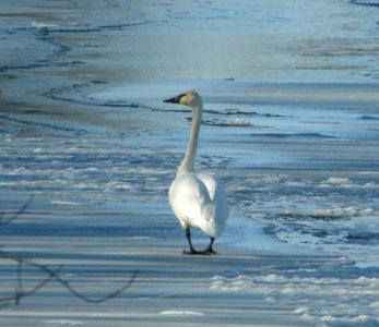 DSCN6607 c Trumpeter Swan  Iroquois Co IL 01-01-13