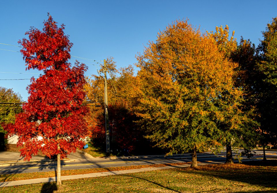 Fall Colors at Tattnall Square Park