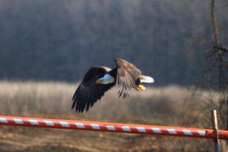 IMG 8198c Bald Eagle Willow Slough FWA IN 3-6-2018