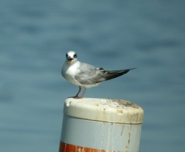 DSCN8843 c Forster's Tern Wil Co IL 6-17-13