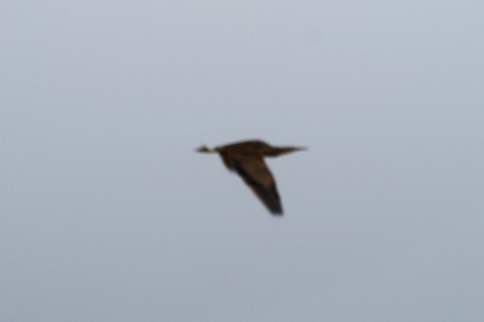 IMG 9067c American Bittern Pembroke Twp Kankakee Co IL 4-21-2018