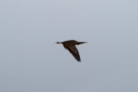 IMG 9067c American Bittern Pembroke Twp Kankakee Co IL 4-21-2018