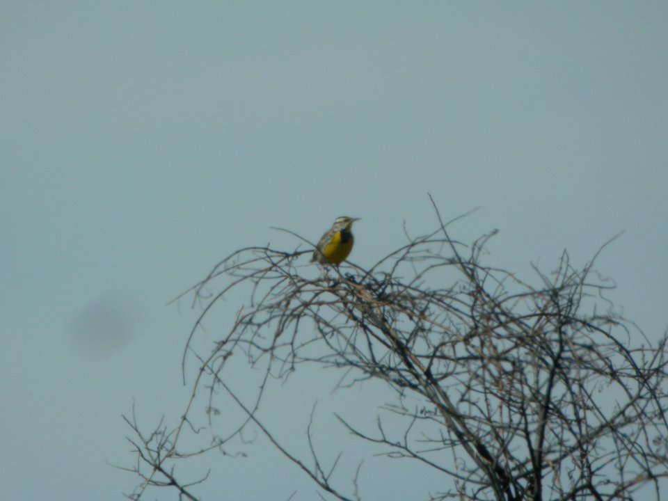 DSCN9560c Eastern Meadowlark Perry Farm Kankakee Co IL 3-10-2018