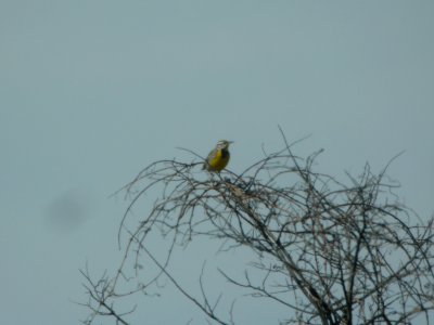 DSCN9560c Eastern Meadowlark Perry Farm Kankakee Co IL 3-10-2018