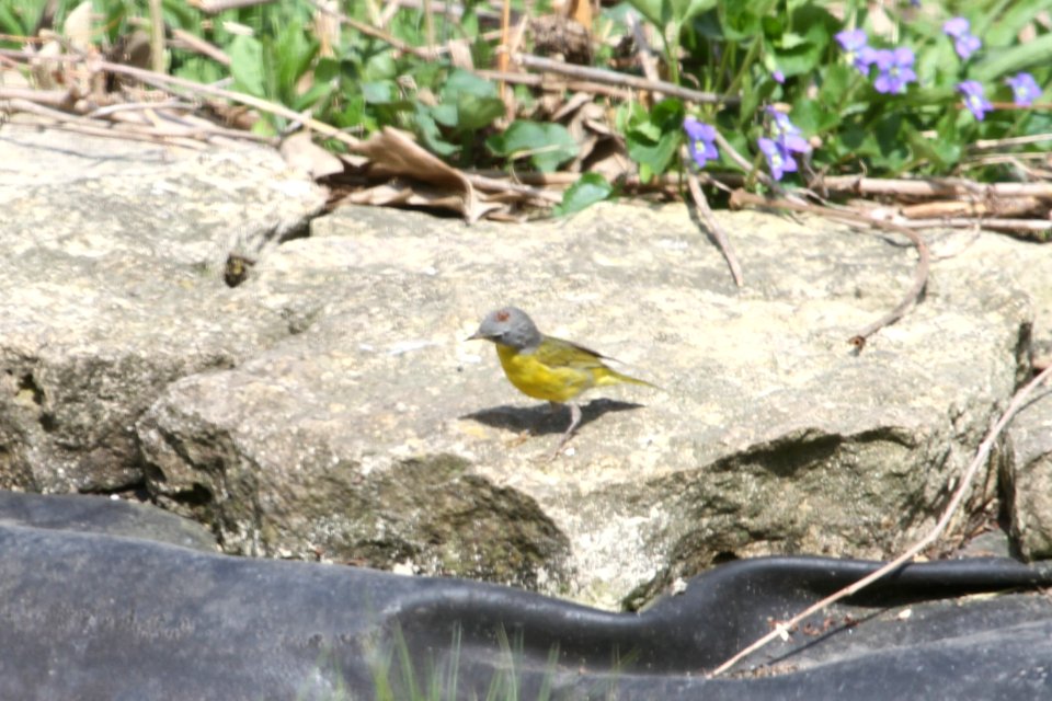 IMG 9401c Nashville Warbler Hse Kankakee IL 5-1-2018