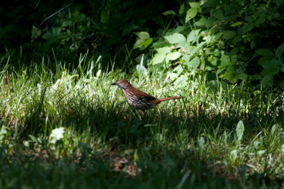 IMG 0149c Brown Thrasher LaSalle FWA IN 5-27-2018