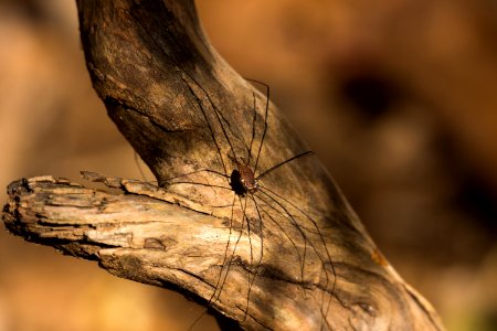 Day 300 - Daddy Long Legs