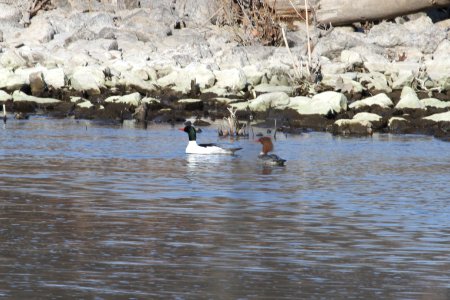 IMG 8755c Common Merganser KRSP (Kankakee Co) IL 4-11-2018