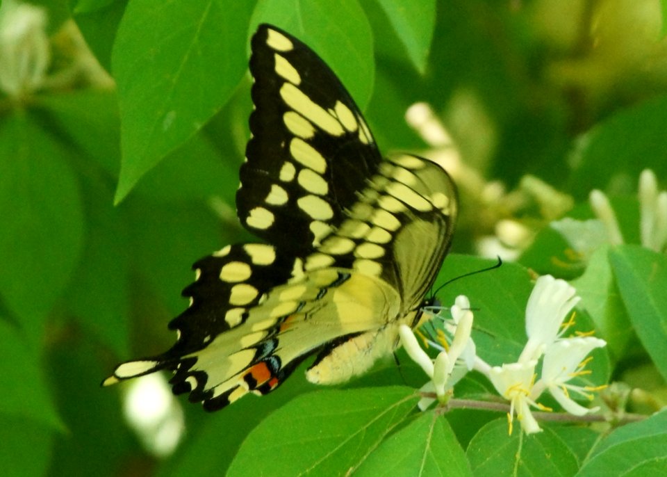 Day 95 - Eastern Tiger Swallowtail