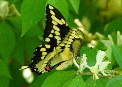 Day 95 - Eastern Tiger Swallowtail photo