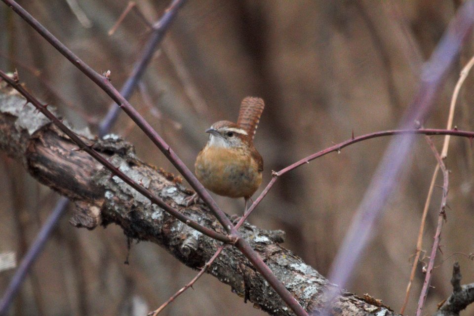 IMG 6629c Carolina Wren Braidwood Lake IL 12-21-2017