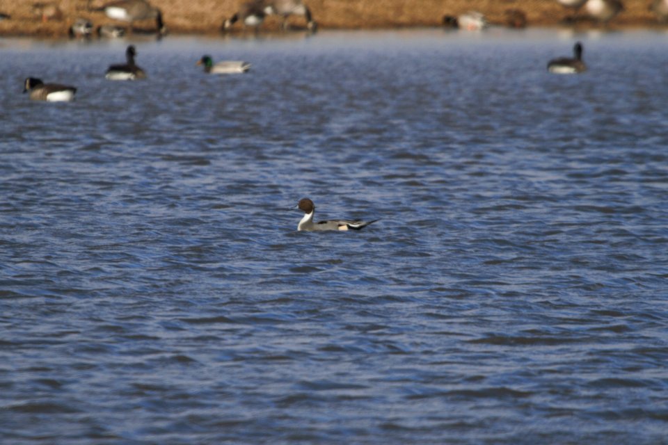 IMG 5726c Northern Pintail  Willowhaven Area Kankakee Co IL 11-19-2017