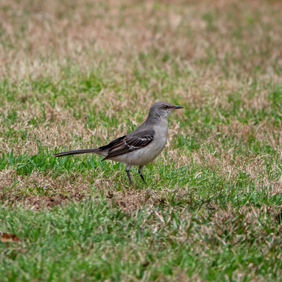 Eastern Mockingbird