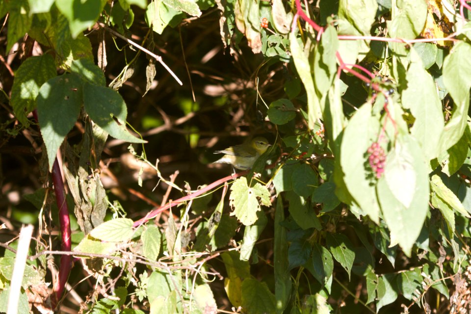 IMG 4802c Tennessee Warbler LeVasseur-Perry Farm Park Kankakee Co IL 10-16-2017