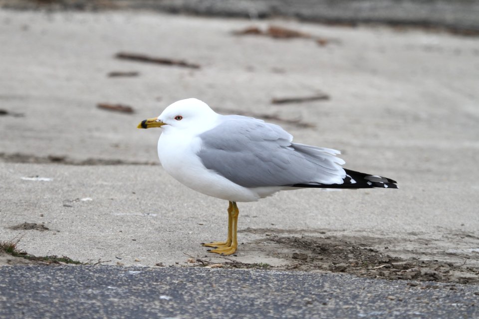 IMG 8475c Ring-billed Gull Beckman Park Kankakee IL 3-24-2018