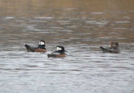 DSCN7055 c Hooded Merganser  Newton Co IN 2-19-13