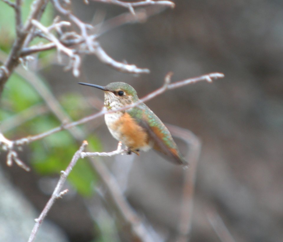 DSCN9642 c Rufous Hummingbird Eleven Mile SP Area Wildcat Campground CO 7-27-2013