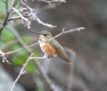 DSCN9642 c Rufous Hummingbird Eleven Mile SP Area Wildcat Campground CO 7-27-2013