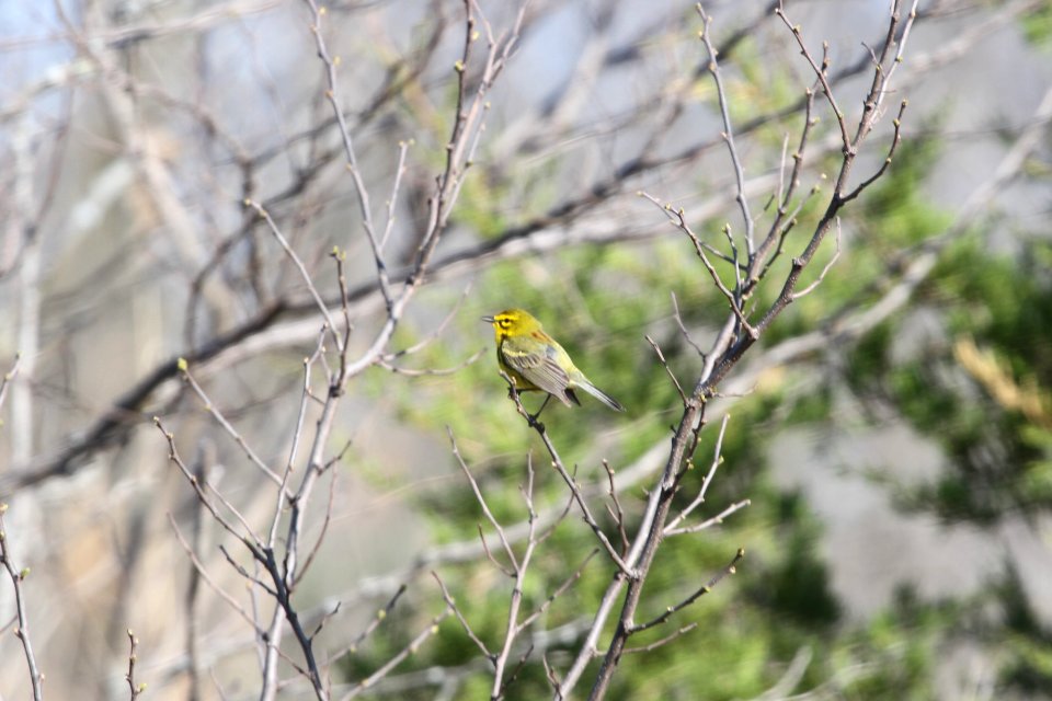 IMG 9552c Prairie Warbler Mazonia Lakes Kankakee Co IL 5-7-2018