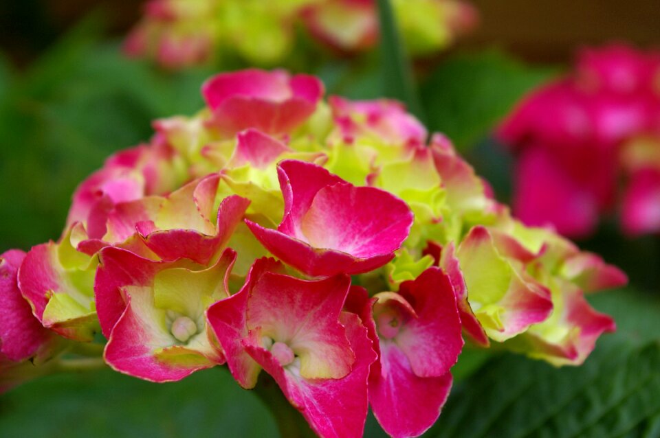 Bloom nature flower