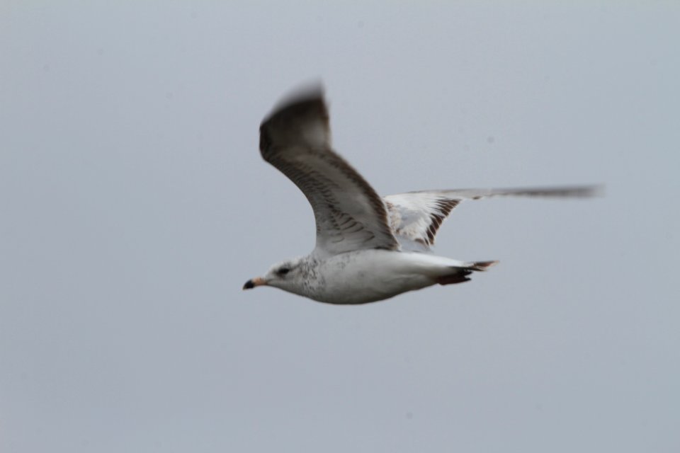 IMG 8931c Ring-billed Gull Braidwood Lake IL 4-16-2018