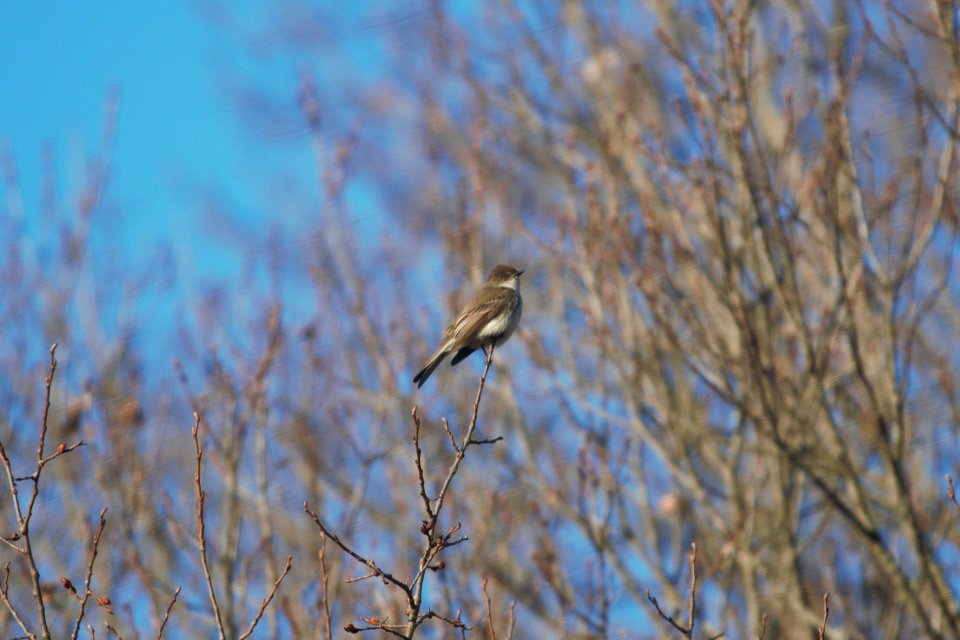 IMG 8340c Eastern Phoebe Kankakee River SP IL 3-13-2018