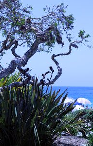 Tree umbrellas plants