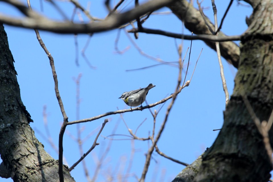 IMG 8759c Yellow-rumped Warbler KRSP (Kankakee Co) IL 4-11-2018