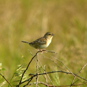 DSCN8688 c Grasshopper Sparrow  Newton Co IN 6-7-13
