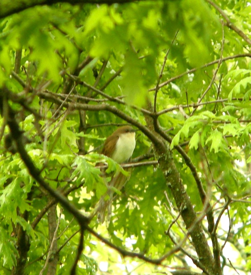 DSCN2737 c Black-billed Cuckoo Kankakee Co IL 5-4-12