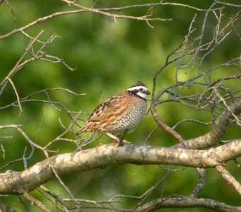 DSCN8685 c Northern Bobwhite  Newton Co IN 6-7-13