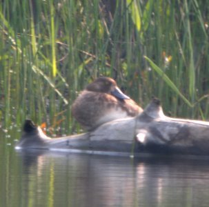 DSCN8697 c Lesser Scaup  Newton Co IN 6-7-13