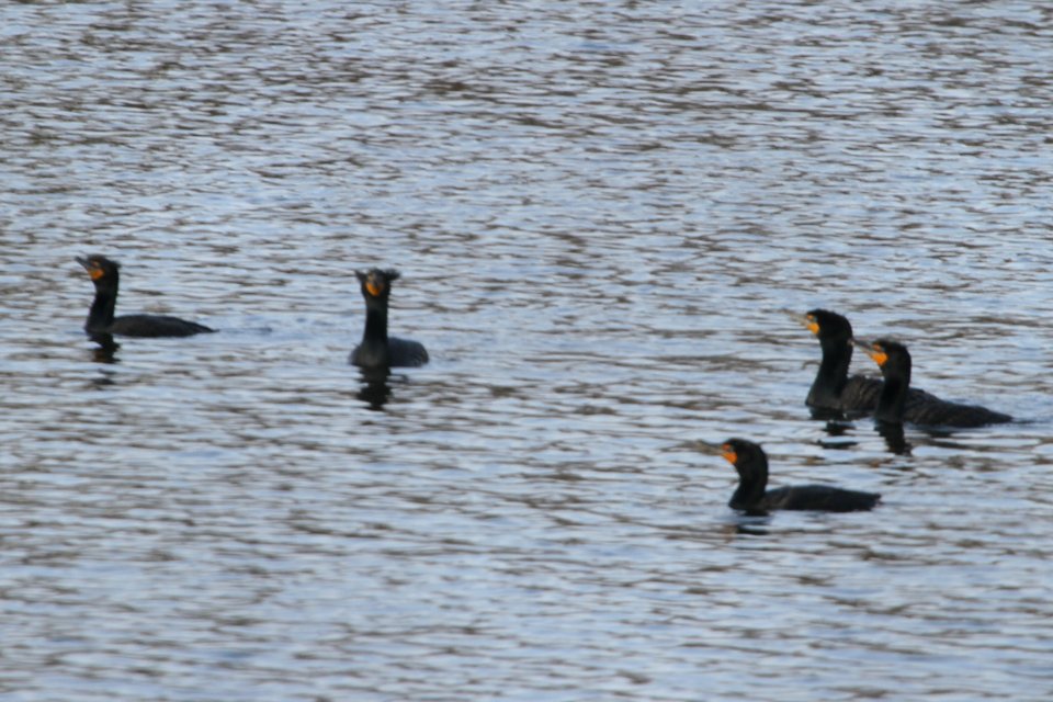 IMG 8647c DC Cormorant Bird Park Kankakee IL 4-6-2018