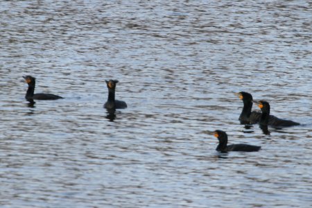 IMG 8647c DC Cormorant Bird Park Kankakee IL 4-6-2018
