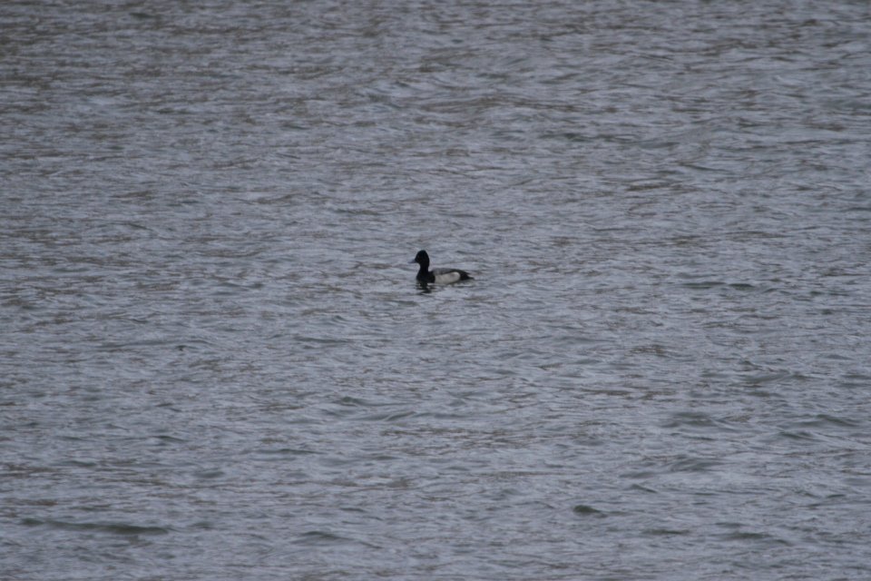 IMG 7844c Lesser Scaup Dam Kankakee-IL 2-11-2018