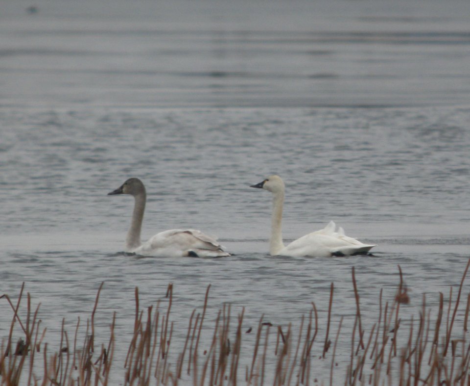 DSCN1219 c Trumpeter Swan (Immature) + Tundra Swan Newton Co IN 2-10-12