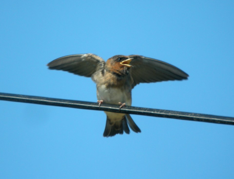 DSCN9131 c Cliff Swallow(Fledgling) Kankakee Co IL 7-12-13