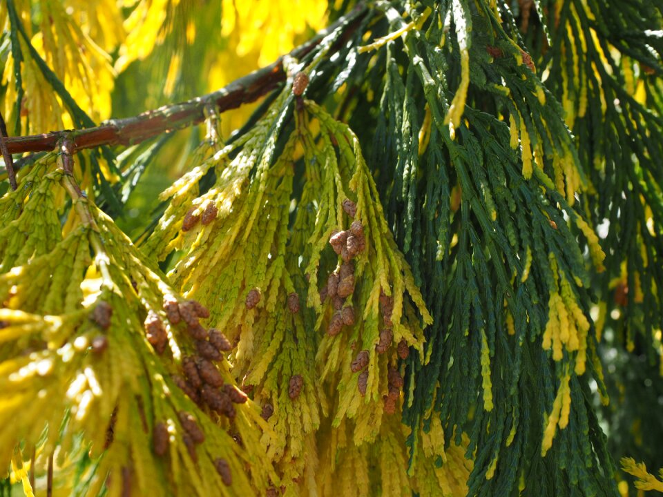 California incense cedar california river cedar calocedrus decurrens