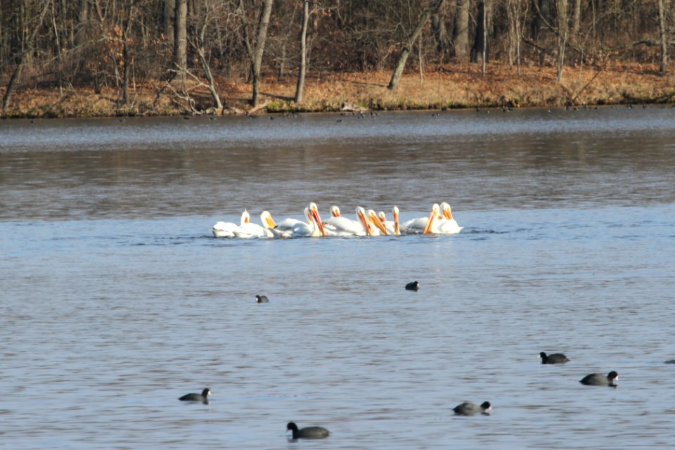 IMG 8582c AW Pelican Willow Slough FWA IN 4-5-2018