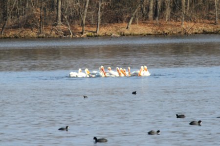 IMG 8582c AW Pelican Willow Slough FWA IN 4-5-2018