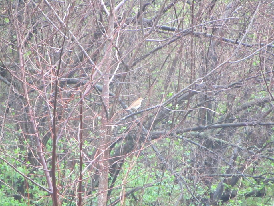 IMG 0040c Veery LeVasseur-Perry Farm Park Kankakee IL 5-3-2018