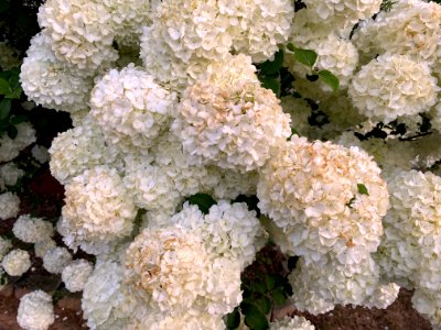 Day 101 - Spring Snowballs