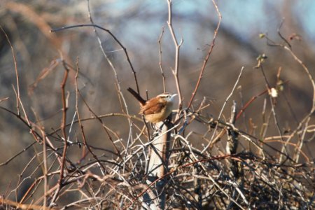IMG 6343c Carolina Wren Braidwood Lake IL 12-8-2017