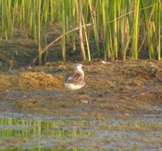 DSCN8271 c Wilson's Phalarope (Juv) Newton Co IN 7-22-11 photo