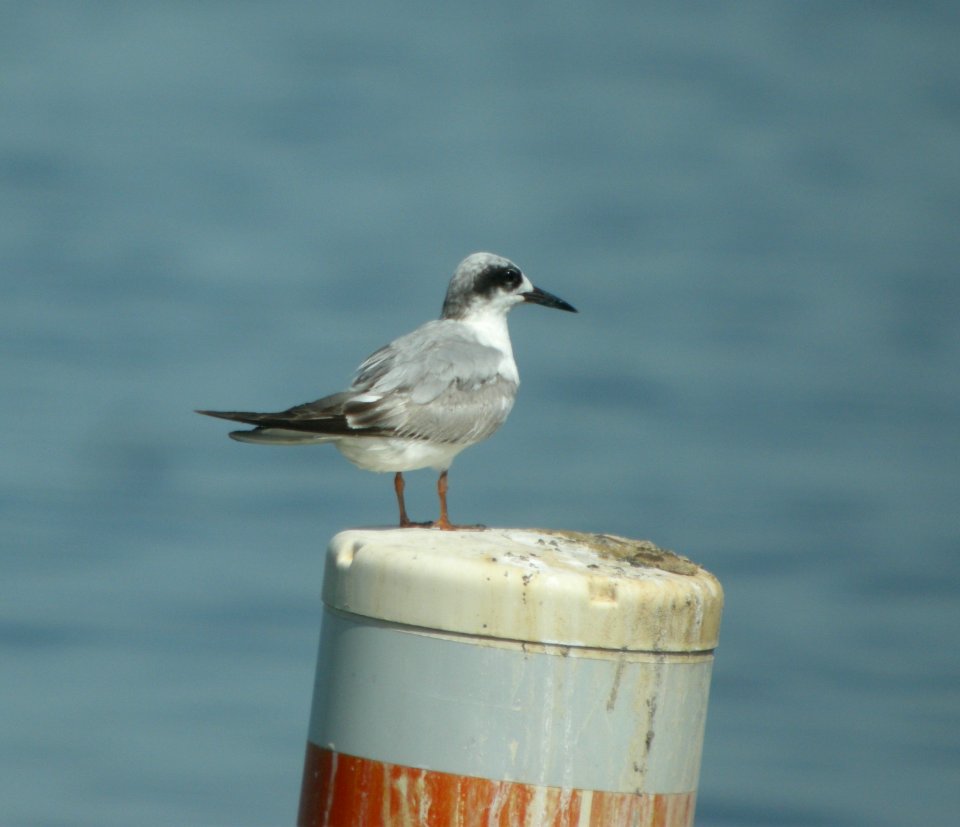 DSCN8866 c Forster's Tern Wil Co IL 6-17-13