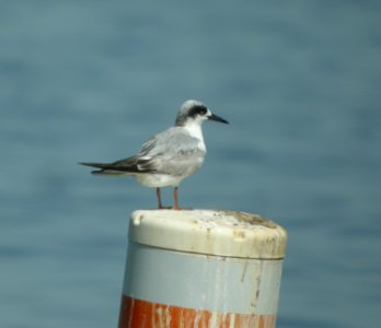 DSCN8866 c Forster's Tern Wil Co IL 6-17-13 photo