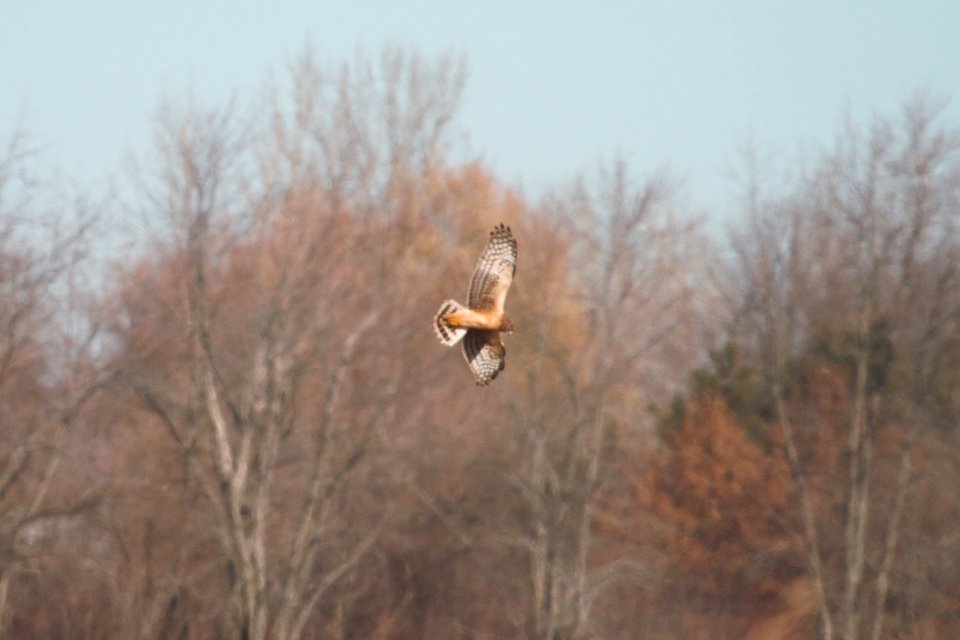 IMG 5926c Northern Harrier Willowhavern Area Kankakee Co IL 11-26-2017
