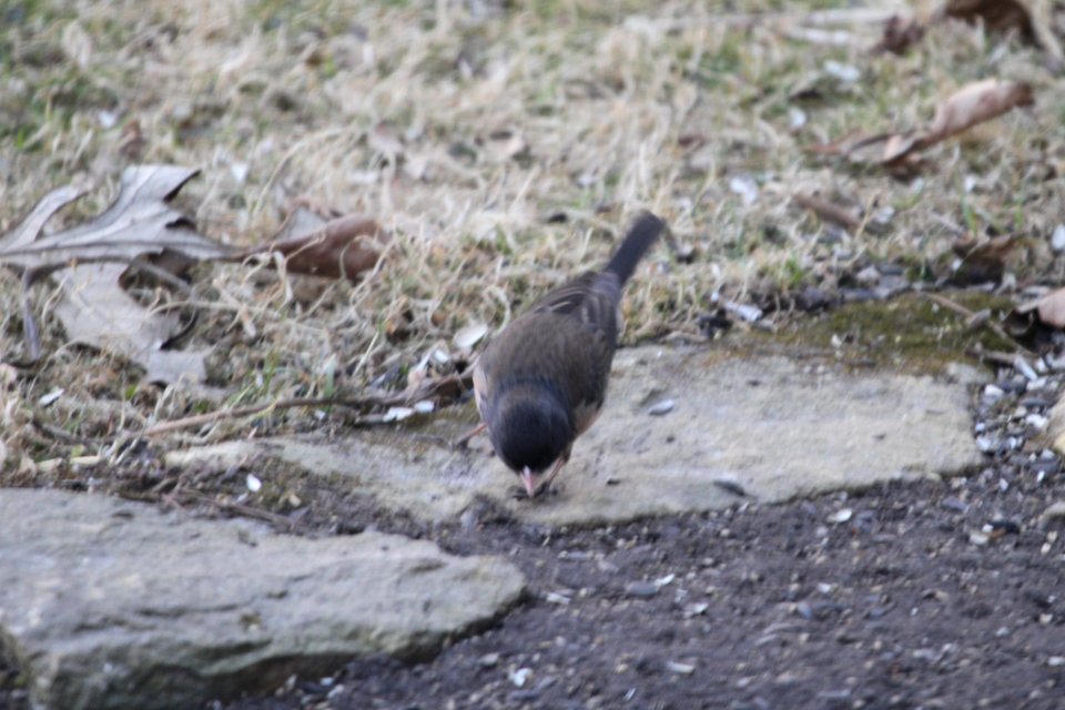 IMG 8488c Dark-eyed Junco (Oregon) Hse Kankakee IL 3-25-2018