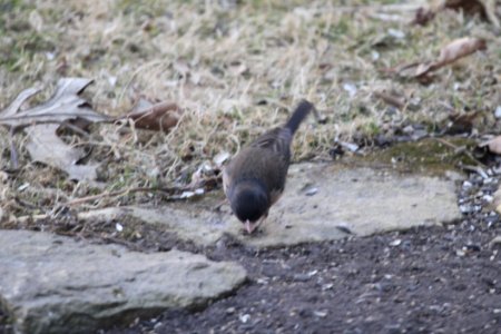 IMG 8488c Dark-eyed Junco (Oregon) Hse Kankakee IL 3-25-2018
